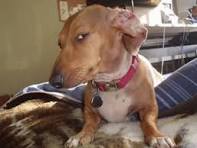 A dog giving a deeply suspicious side-eye look